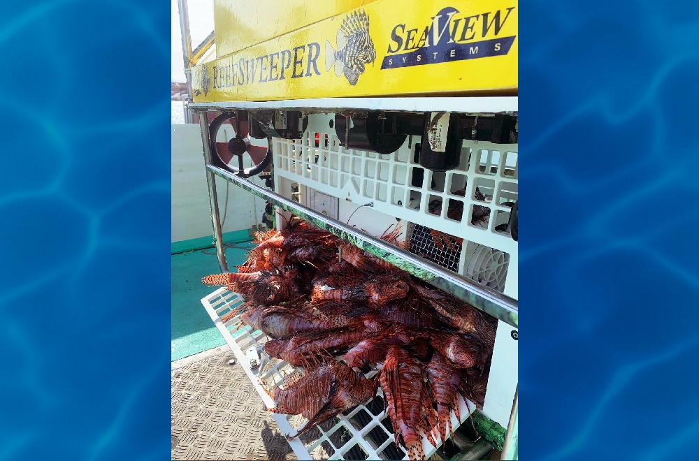 SeaView Systems' Reefsweeper, a lionfish catching robotic remote operated vehicle (ROV), is shown with a load full of caught Lionfish.